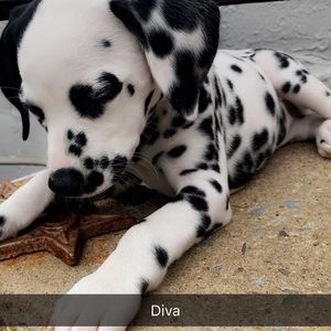 Onyx my new❤️Dalmatian ❤️❤️❤️