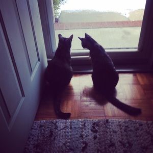 Meet your Posher, Dee dee