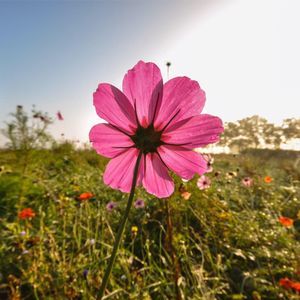 Meet your Posher, Lale