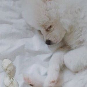 Meet your Posher, Jaesun