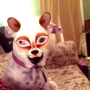 Meet your Posher, Sasha