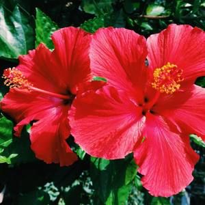 Meet your Posher, Morningstar