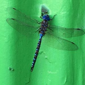 Meet your Posher, Sally