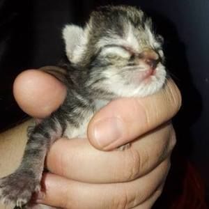 Meet your Posher, Carol