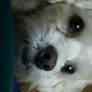 Meet your Posher, Crystal