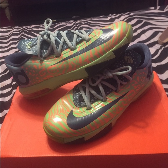 KD 6 ligers