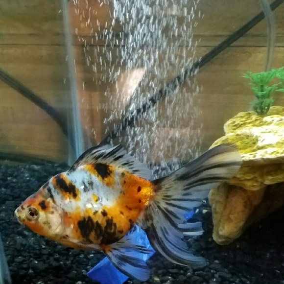 Meet your Posher, Coleen