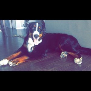 Meet your Posher, Jess