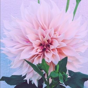 SHIPPING TODAY!! WILLING TO NEGOTIATE :)