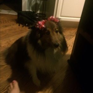 Meet your Posher, Ally