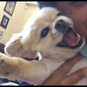 Meet your Posher, Noel