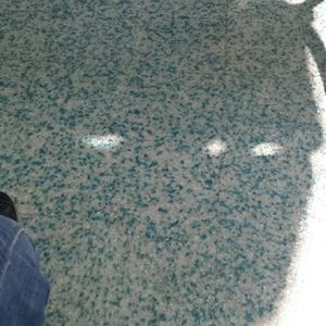 Meet your Posher, Viviana