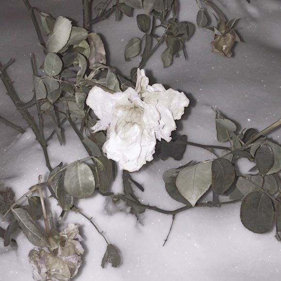 { meet your posher, Luna } - Picture 3 of 4