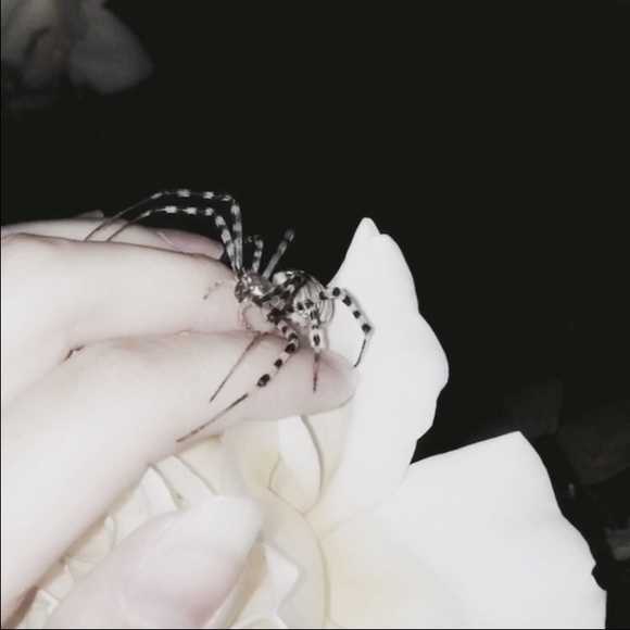 { meet your posher, Luna } - Picture 4 of 4