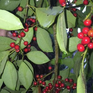 Meet your Posher, Ellie