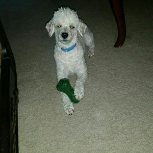 Meet your Posher, Wendy