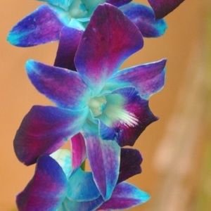 Meet your Posher, Nikki