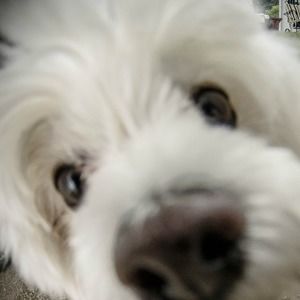 Meet your Posher, Chandra