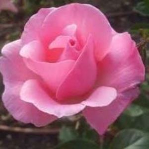 Meet your Posher, Chela