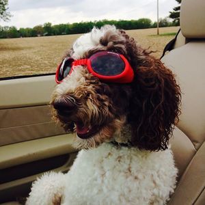 Meet your Posher, Carole