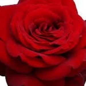 Meet your Posher, Jala