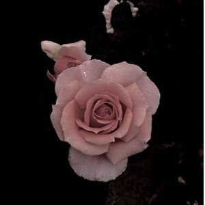 Meet your Posher, Colette