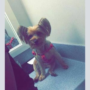 Meet your Posher, Madison