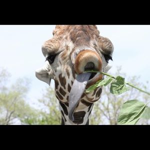 Meet your Posher, Connie