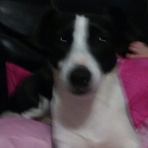 Meet your Posher, Barbara