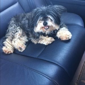 Meet your Posher, Bella/katarina