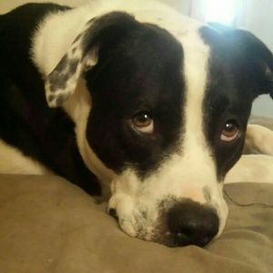 Meet your Posher, Patsy