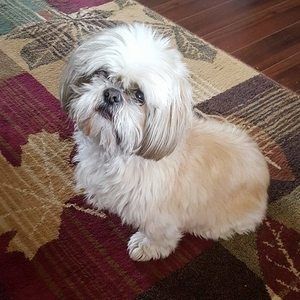 Meet your Posher, Jodie