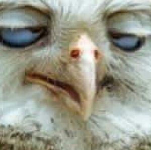 Meet your Posher, Betsy