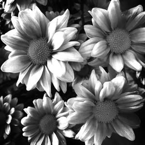 Meet your Posher, Silvana