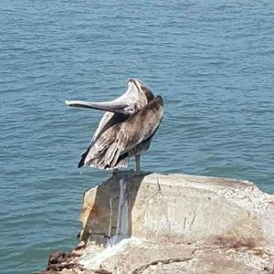 Meet your Posher, Silvia