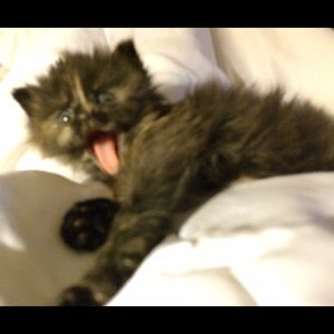 Meet your Posher, Amy