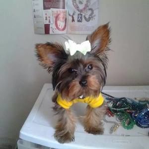 Meet your Posher, Fiona