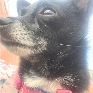 Meet your Posher, Maggie