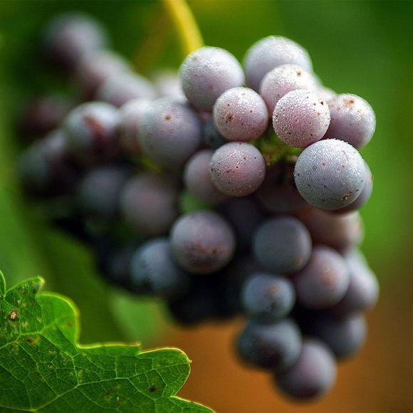 Meet your Posher, Theresa    paoletti