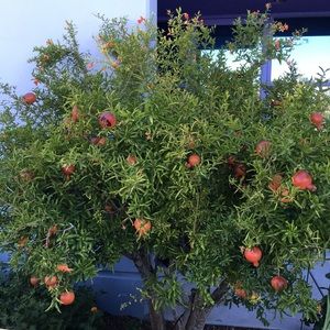 Meet your Posher, Patti