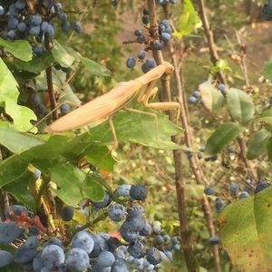 Meet your Posher, Jill