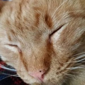 Meet your Posher, Trish