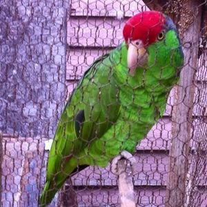 Meet your Posher, Aurora