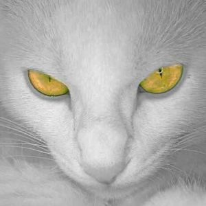 Meet your Posher, Raven