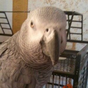 Meet your Posher, Alla