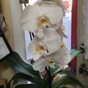 Meet your Posher, Orins