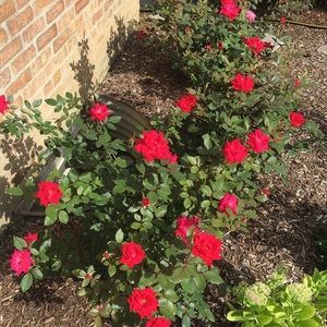 Meet your Posher, Annie