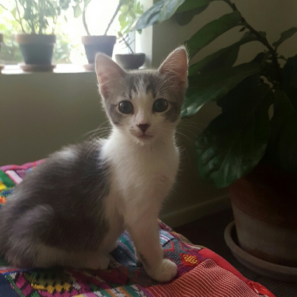 🌹 Lucrecia's Closet 🌹 - Picture 2 of 2