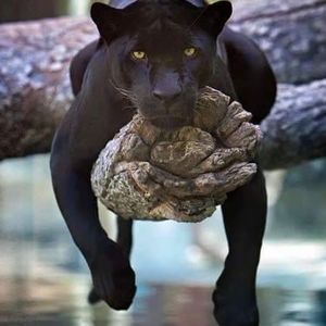 Meet your Posher, Penny