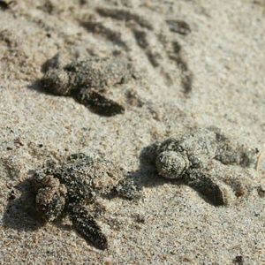 Meet your Posher, Catie